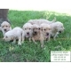 golden retriever yavruları